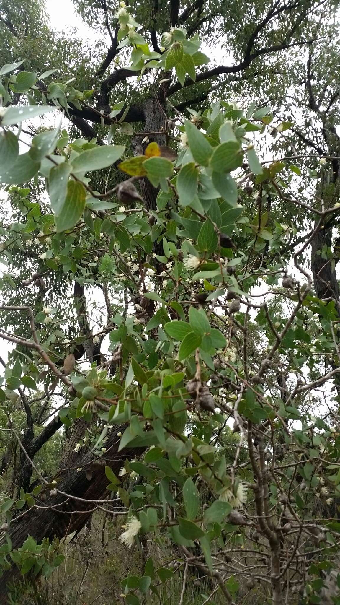 Image of Hakea ferruginea Sweet