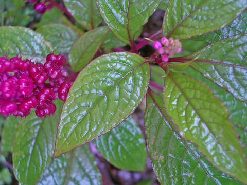 Image of Phytolacca rugosa A. Br. & Bouche