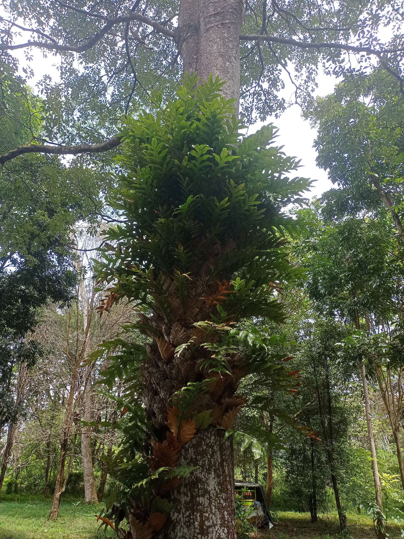 Aglaomorpha sparsisora (Desv.) Hovenkamp & S. Linds.的圖片