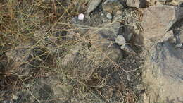 Image of soft bindweed