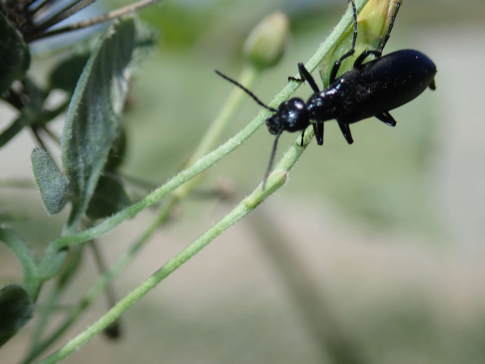 Image of Punctate Blister Beetle