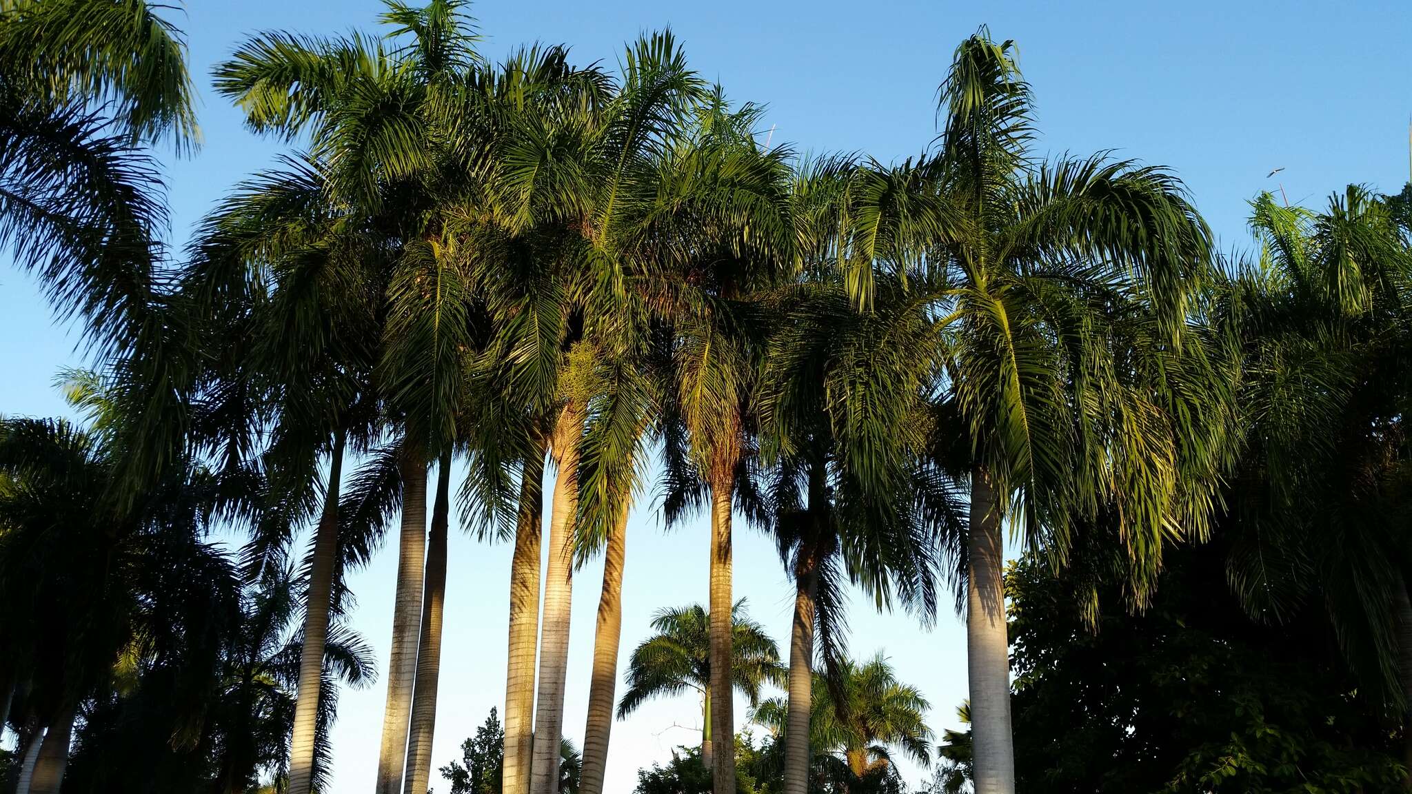 Image of Puerto Rico royal palm