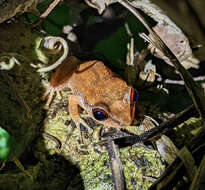 Image of Antilles Robber Frog