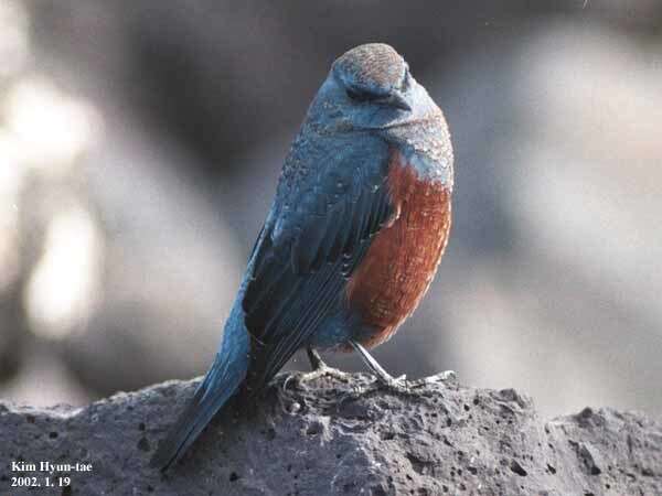 Image of Blue Rock Thrush