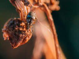 Image de Tetragnatha obtusa C. L. Koch 1837