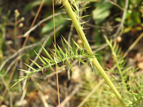 Image of Cynara humilis L.