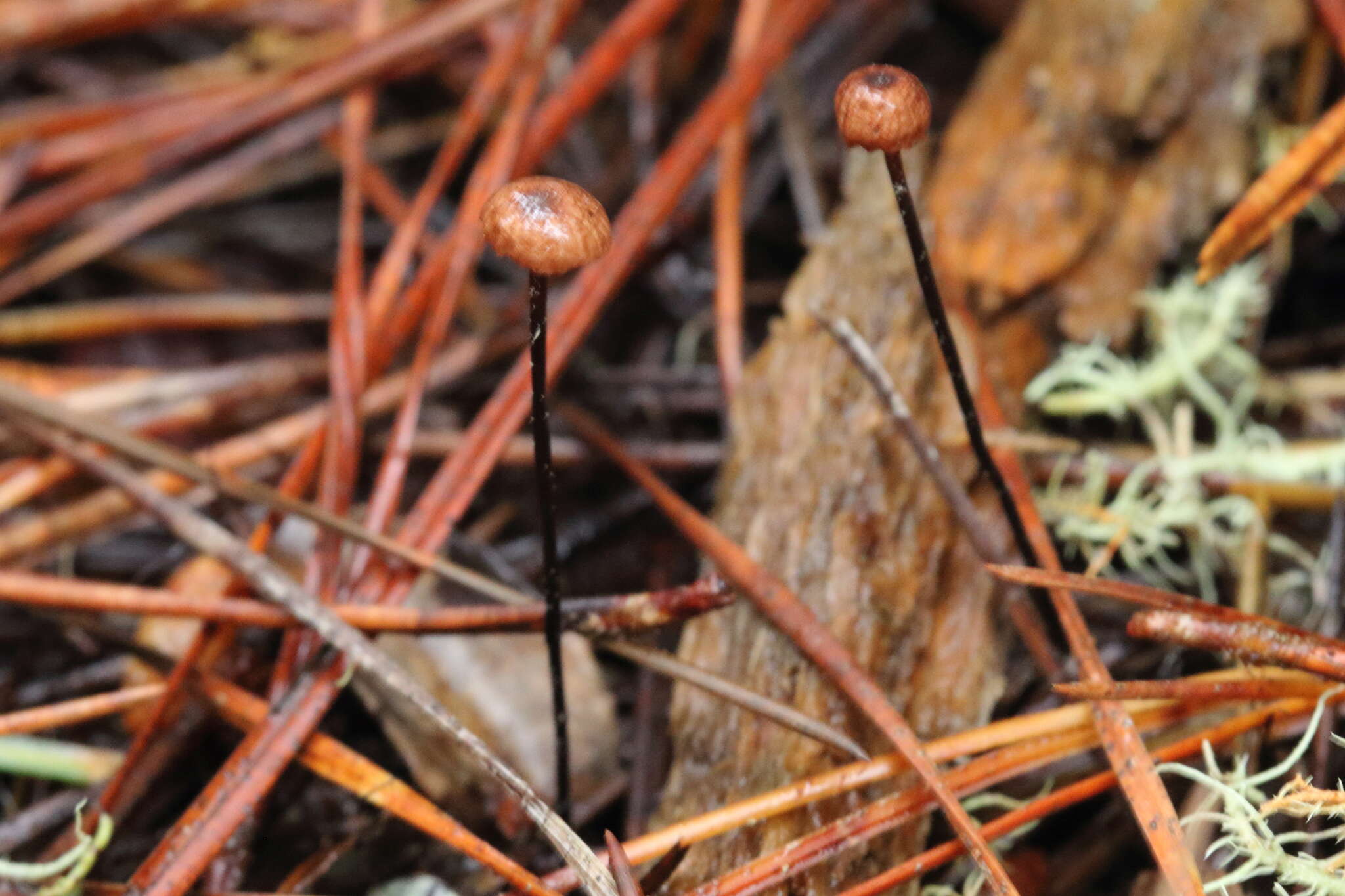 Image of Gymnopus androsaceus (L.) Della Maggiora & Trassin. 2014