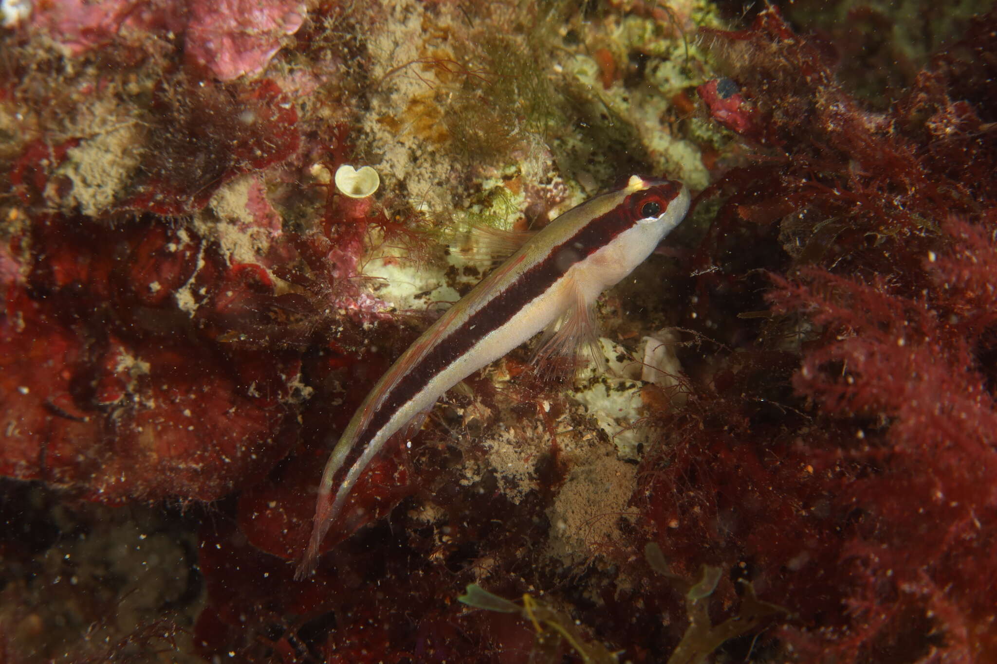 Image of Striped Goby