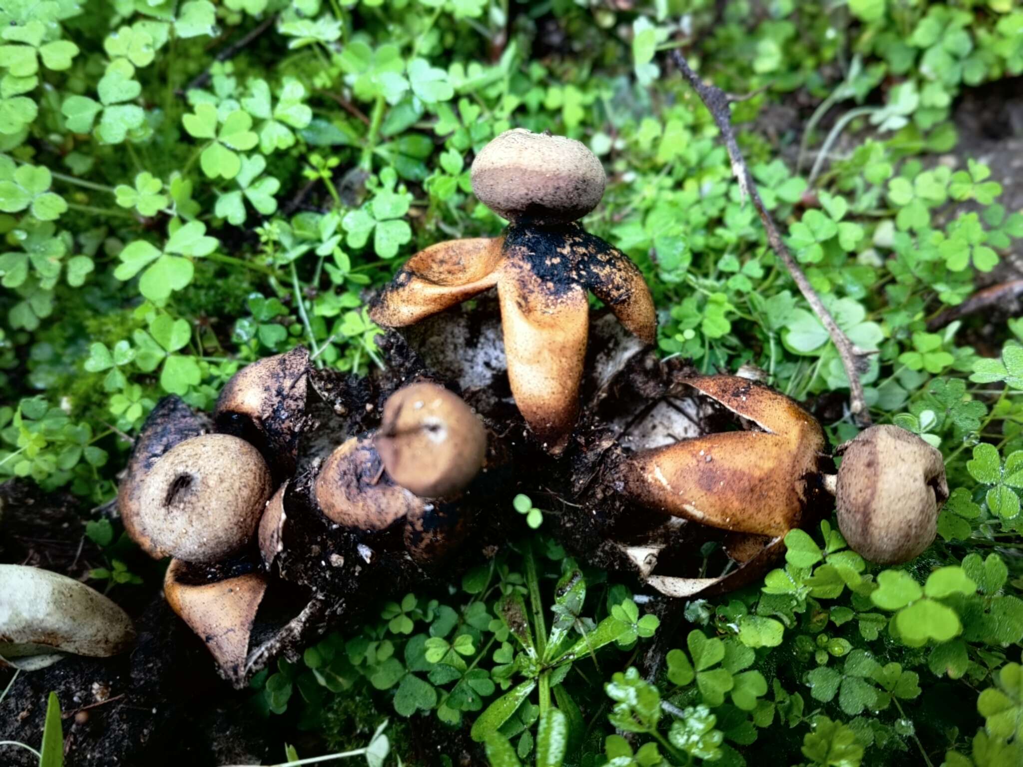 Imagem de Geastrum fornicatum (Huds.) Hook. 1821