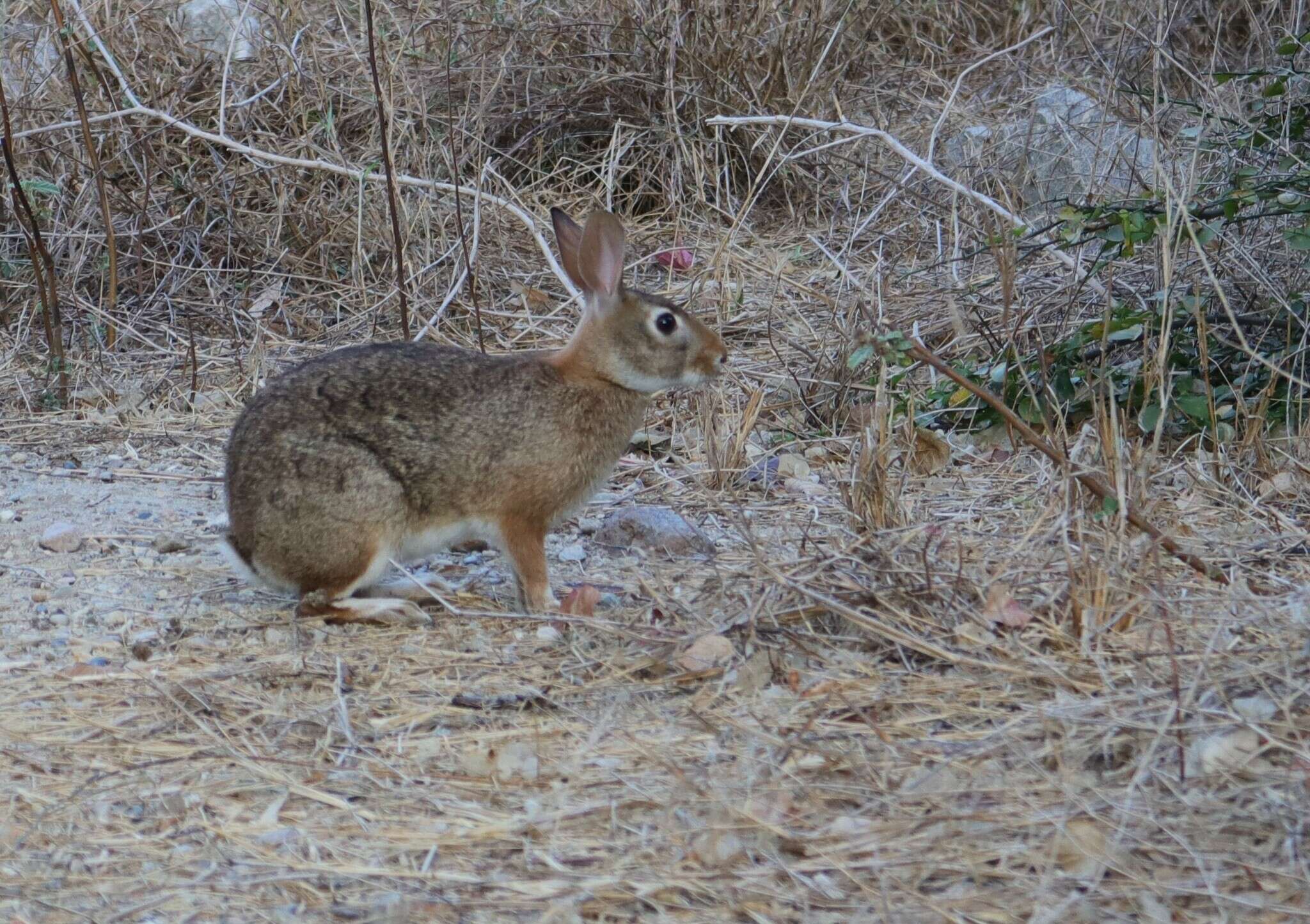 Image of Tres Marias Cottontail