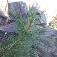 Image of Pinus leiophylla var. leiophylla