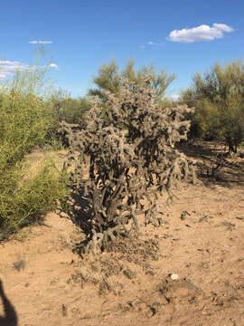 Image of Kelvin pricklypear