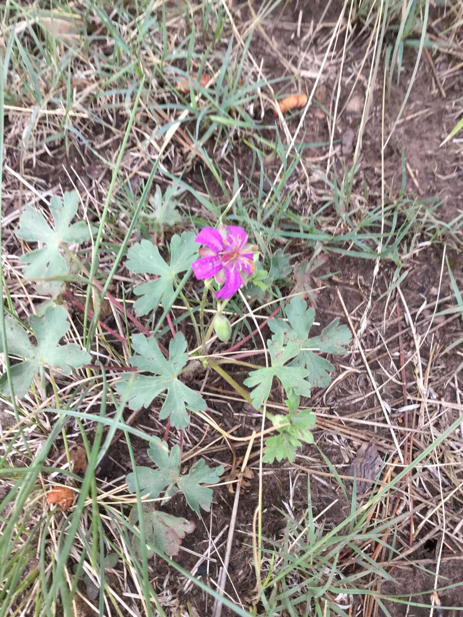 Image of pineywoods geranium