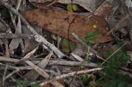 Image of Mayfly orchid