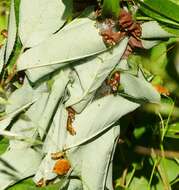 Image of Ugly-nest Caterpillar