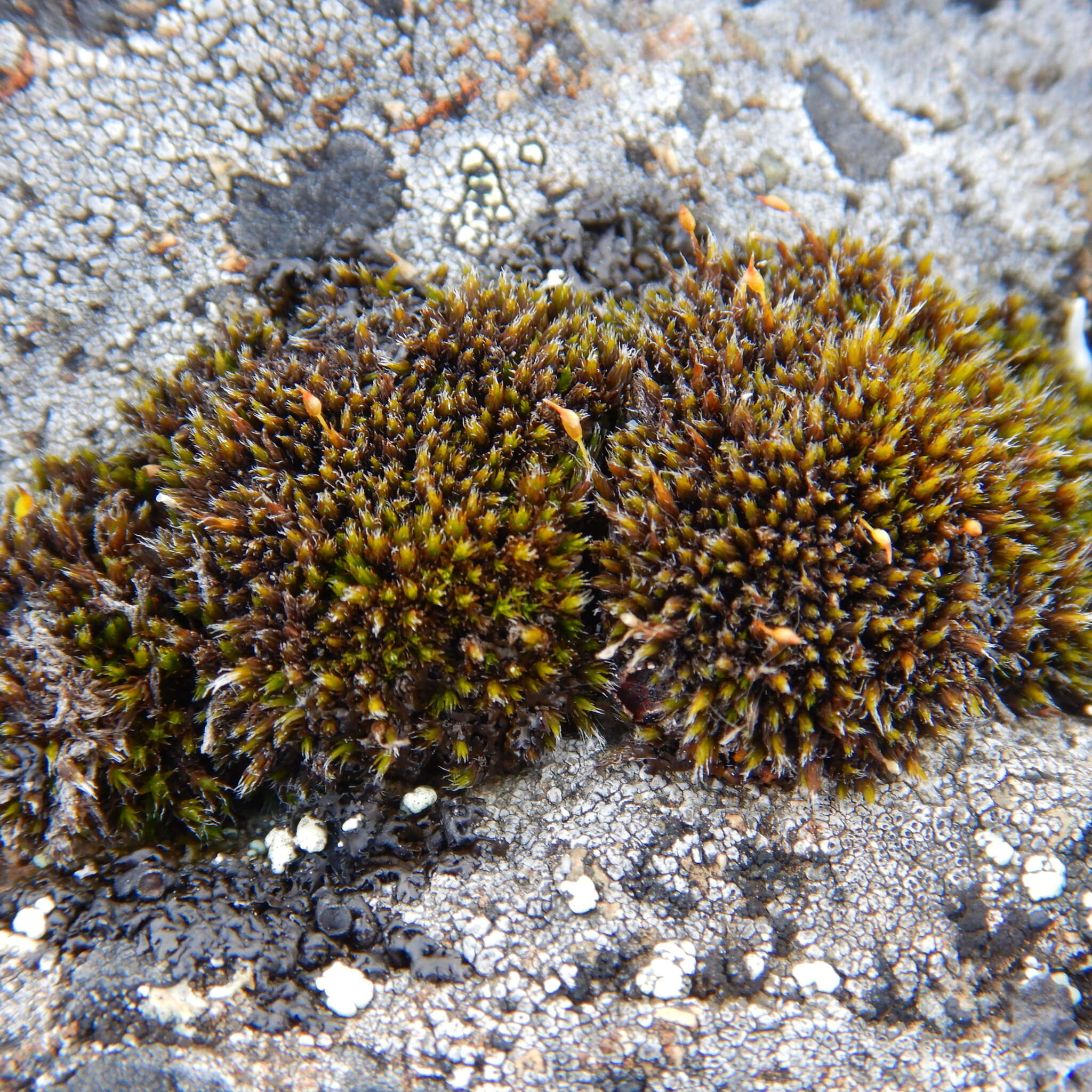 Image of grimmia dry rock moss