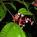 Imagem de Miconia lateriflora Cogn.