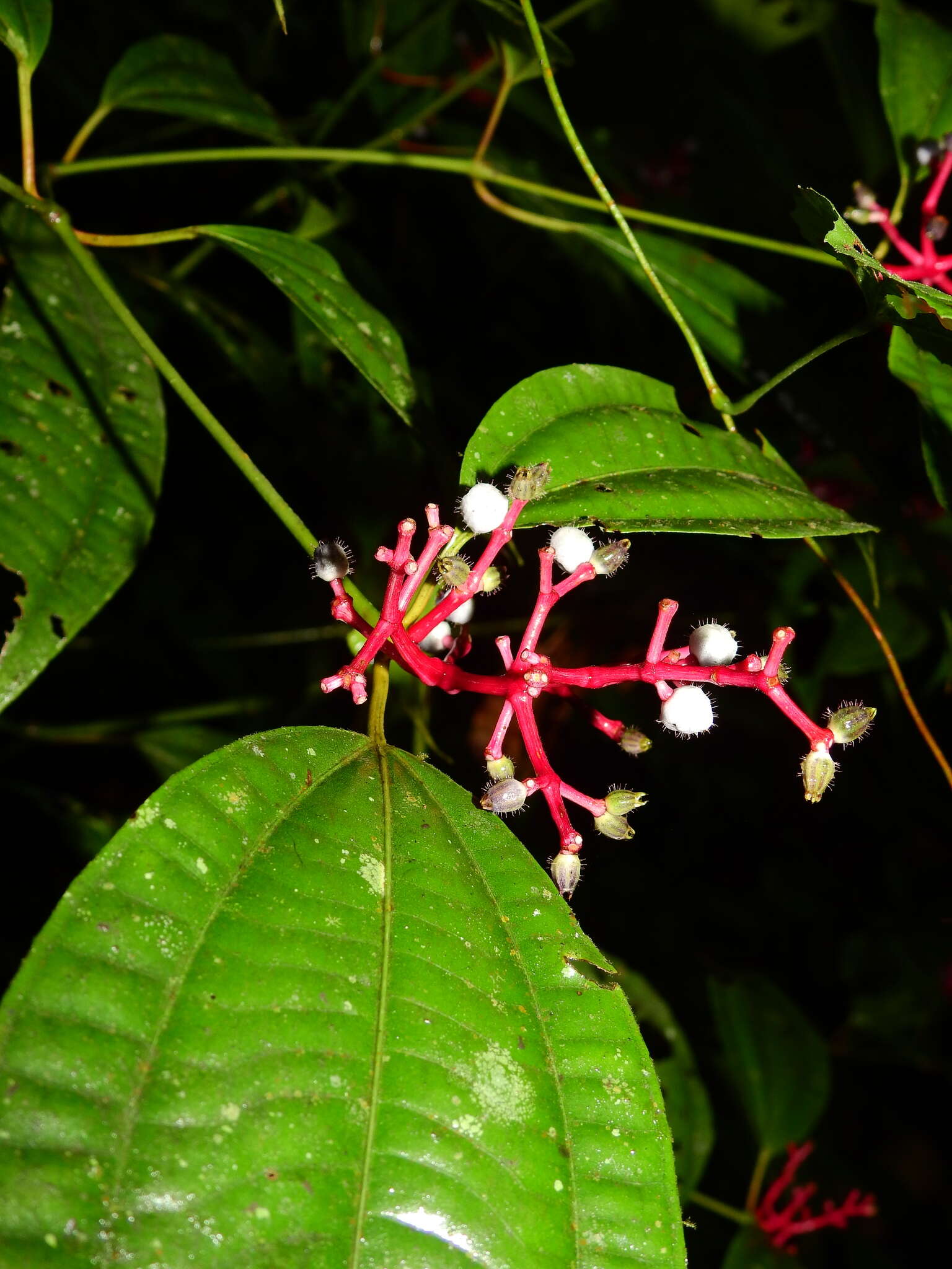 Image of Miconia lateriflora Cogn.