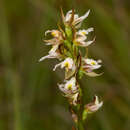 Image of Prasophyllum dossenum R. J. Bates & D. L. Jones