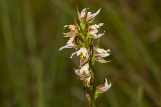 Image of Prasophyllum dossenum R. J. Bates & D. L. Jones