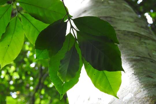 Image de Coffea arabica L.