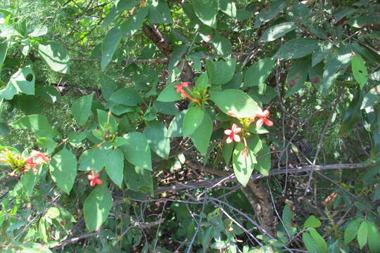 صورة Ruspolia australis (Milne-Redh.) Vollesen