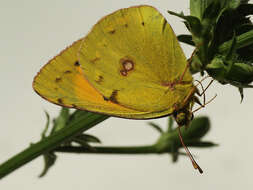 Image of Colias myrmidone (Esper 1781)