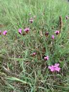 Dianthus pontederae A. Kerner的圖片