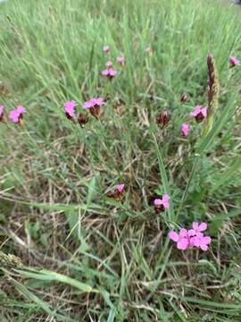 Image of Dianthus pontederae A. Kerner