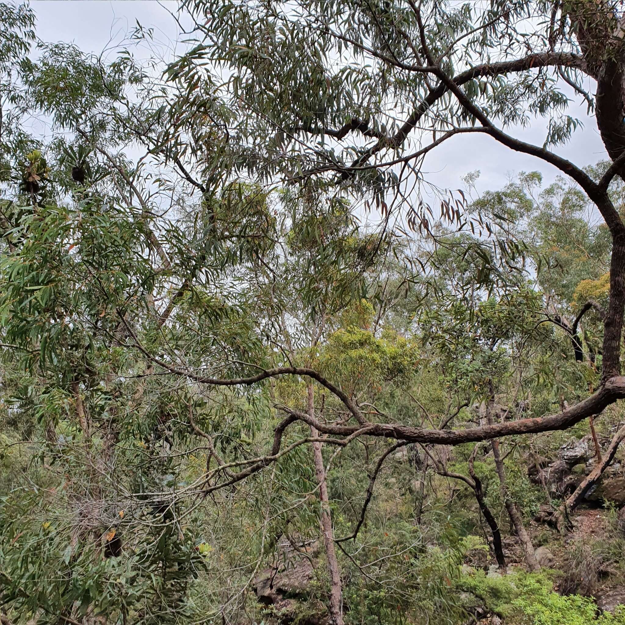 Image of Angophora bakeri E. C. Hall