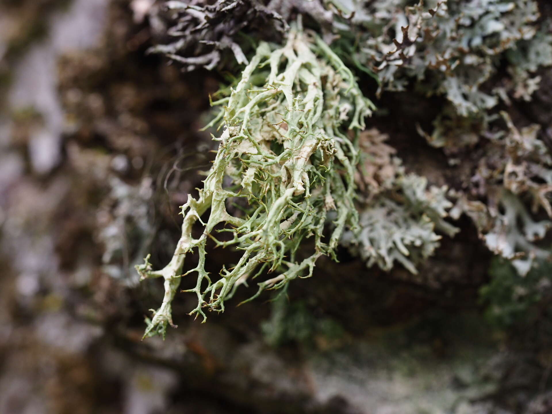 Image of Mountain oakmoss lichen