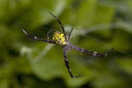 Image of Argiope modesta Thorell 1881