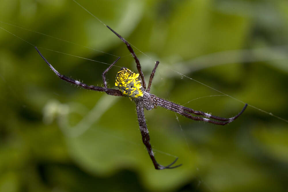 Image of Argiope modesta Thorell 1881