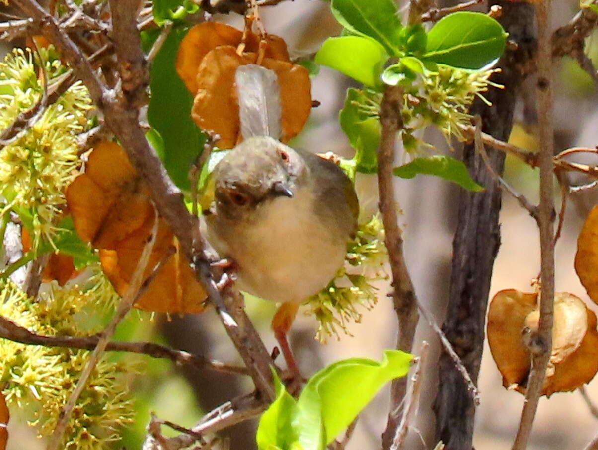 <i>Camaroptera brachyura sharpei</i>的圖片