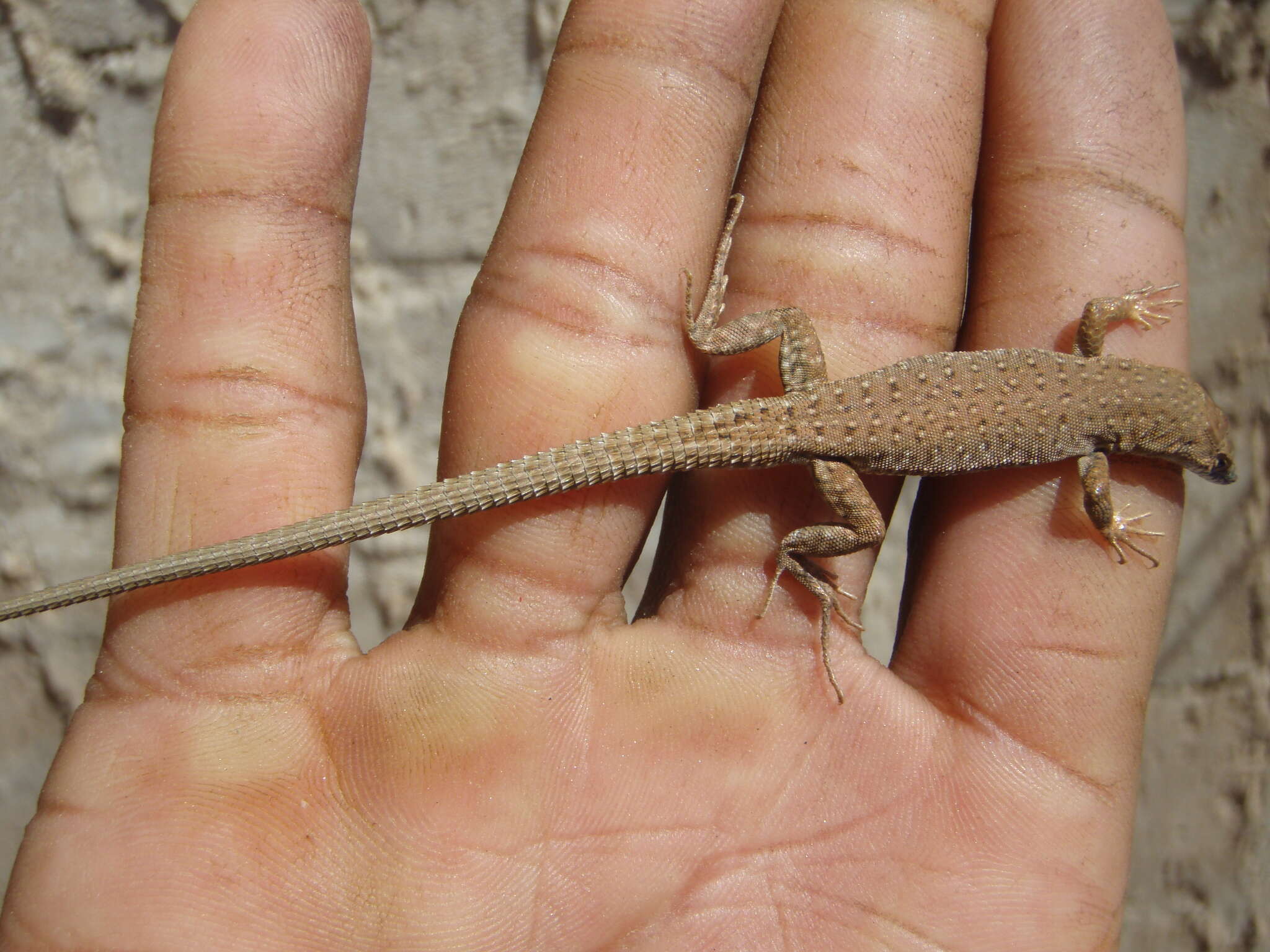 Image of Small-spotted lizard