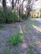 Sivun Watsonia meriana (L.) Mill. kuva