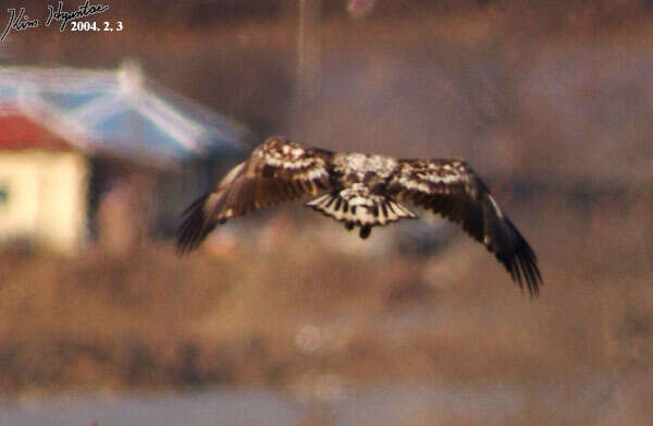 Image of White-tailed Eagle