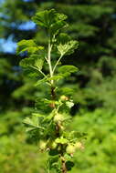 Image of spring gooseberry