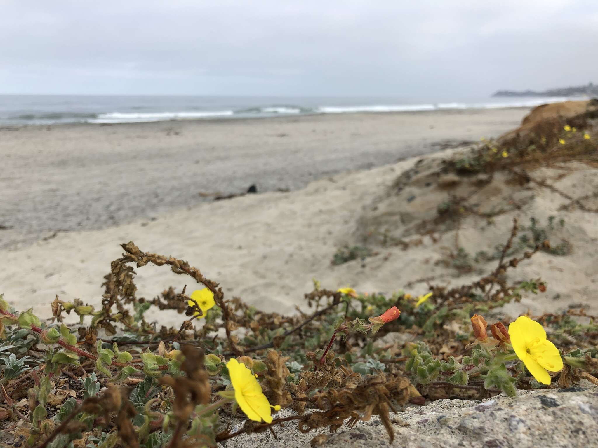 Image of beach suncup