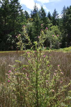 Image of Vasey's thistle