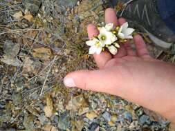 Image of Gentianella stellata Glenny