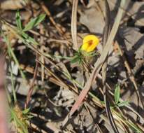 Image of sidebeak pencilflower