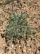 Image of Kern County milkvetch