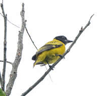 Image of Black-hooded Oriole