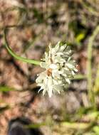 Image of Cephalaria humilis (Thunb.) Roem. & Schult.