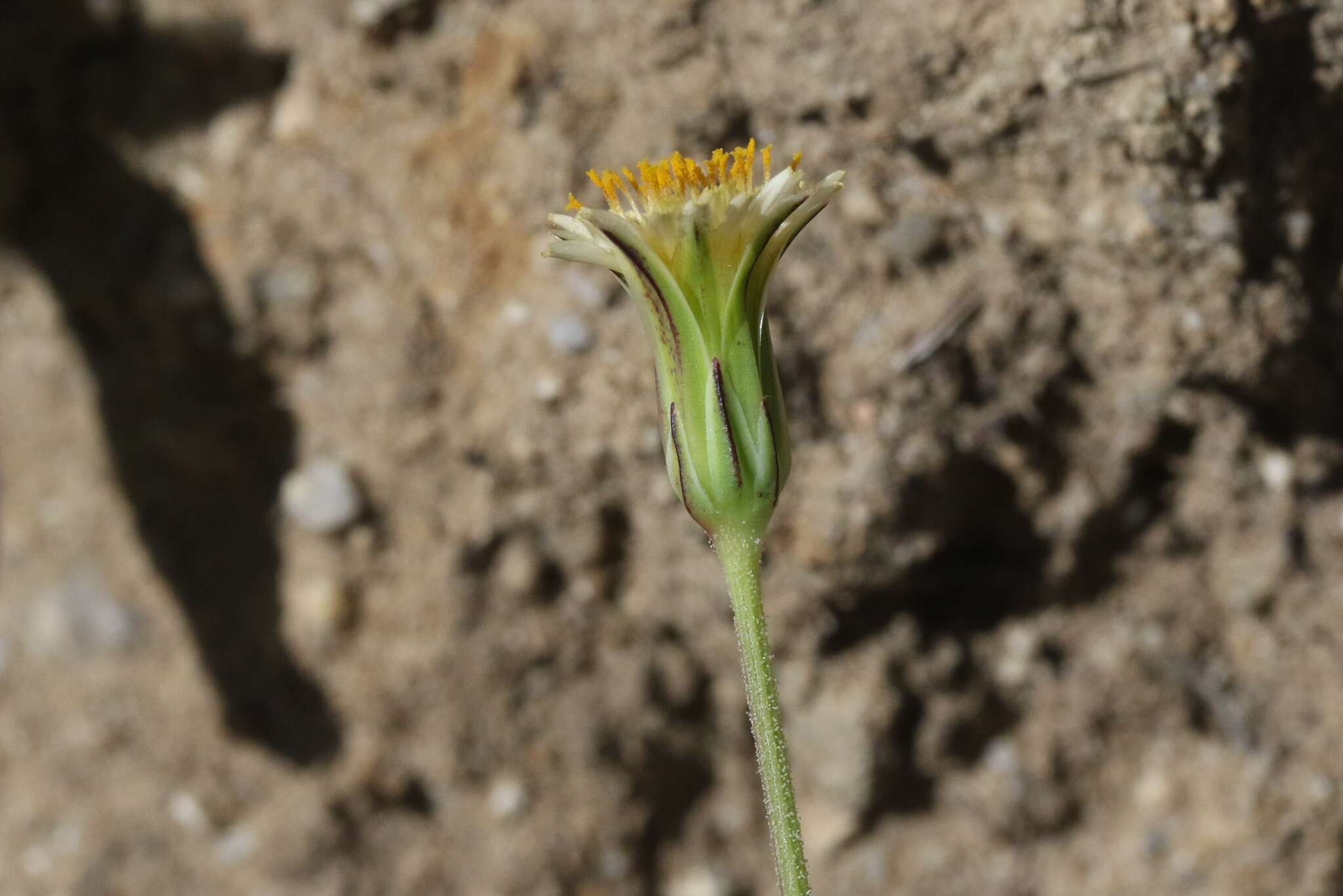 Image of grassland silverpuffs