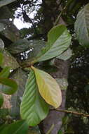 Image of Ocotea insularis (Meisn.) Mez