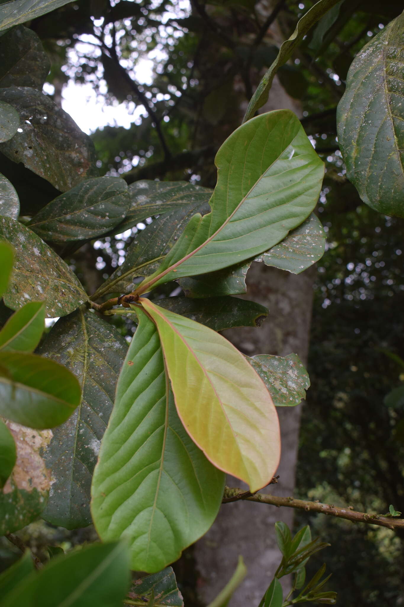 Image of Ocotea insularis (Meisn.) Mez