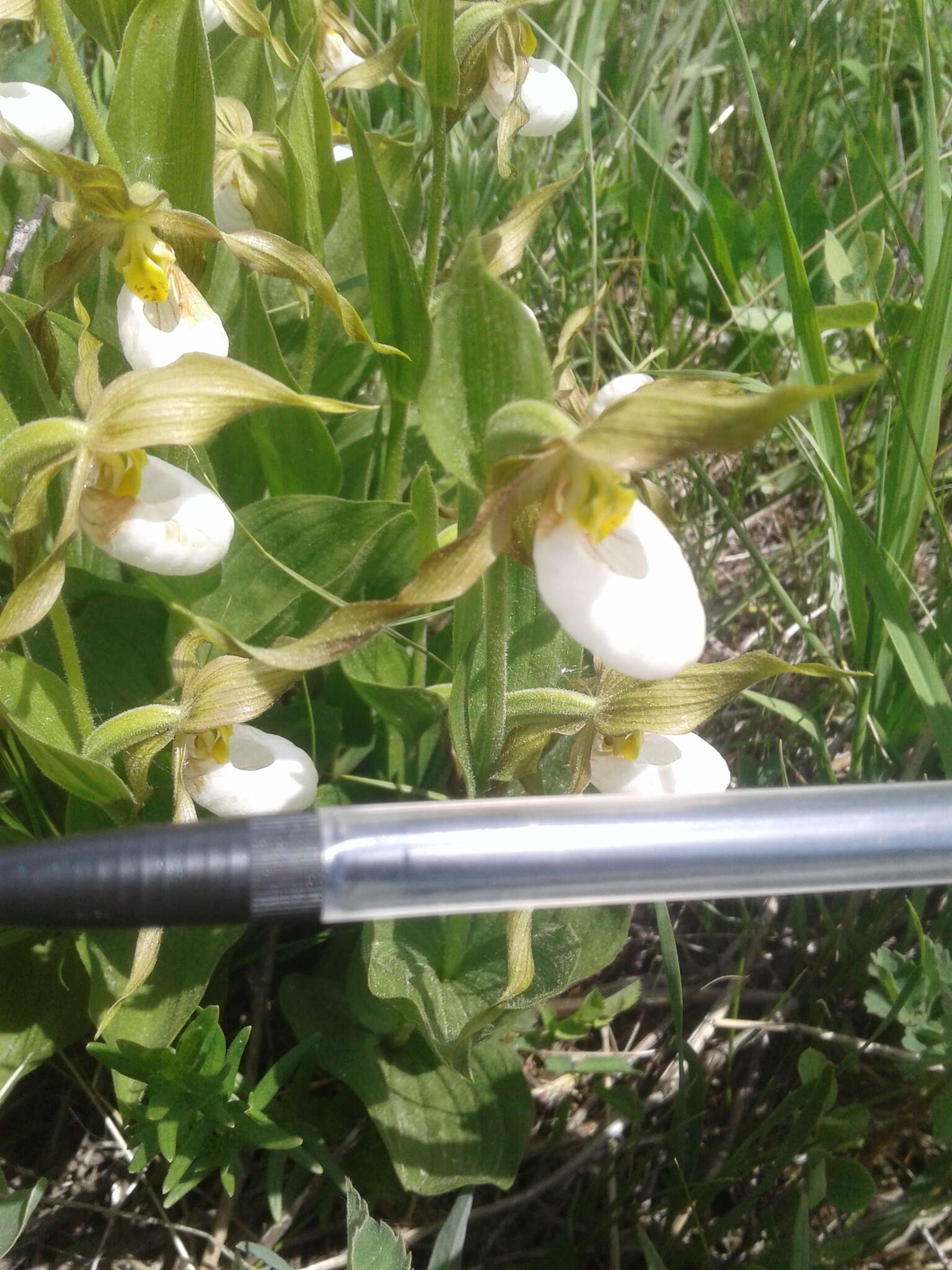 Imagem de Cypripedium montanum Douglas ex Lindl.