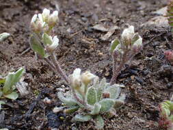 صورة Draba californica (Jeps.) Rollins & R. A. Price